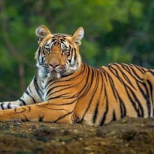 ভারতে ৮ মাসে বন্যপ্রাণীর হামলায় নিহত ৫০ জন, মৃত্যু ৪৫টি বাঘের