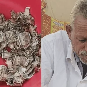 জমি বিক্রির টাকা লুকিয়ে মাটিতে পুঁতলেন, শেষ পর্যন্ত গেল উইপোকার পেটে
