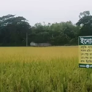 খরচ ও ভর্তুকি কমাতে ন্যানো সারের দিকে ঝুঁকছে সরকার