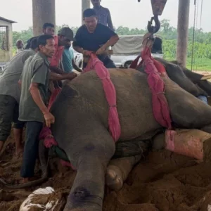 গাজীপুর সাফারি পার্কে এক দিনের ব্যবধানে ২ হাতির মৃত্যু
