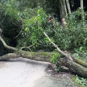 গরমে অতিষ্ঠ হয়ে বিশ্রাম নিচ্ছিলেন গাছতলায়, সেই গাছ উপড়ে পড়েই গেল বৃদ্ধার প্রাণ