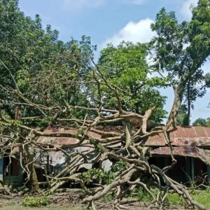 সরকারি স্কুলের শ্রেণিকক্ষের উপর ৪ মাস ধরে ভেঙে পড়ে আছে আস্ত গাছ