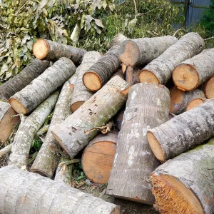 রাস্তা প্রশস্ত করতে প্রতিবেশীর ১৩ গাছ কাটার অভিযোগ, থানায় লিখিত অভিযোগ