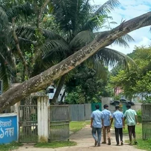 কত বড় দুর্ঘটনা হলে গাছটি অপসারণ করা হবে?