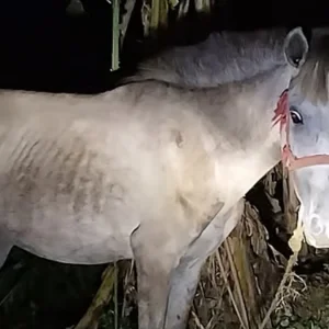 মধ্যরাতে তিন ঘোড়া জবাই, পুলিশের উপস্থিতি টের পেয়ে পালালেন অভিযুক্তরা