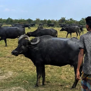 যমুনার চরাঞ্চলে তৃণভূমির নিয়ন্ত্রণ নিয়ে দৌরাত্ম্য, বিপাকে বাথানমালিকরা