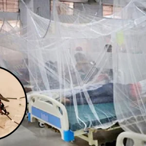ডেঙ্গুতে ২৪ ঘণ্টায় ৬ মৃত্যু, হাসপাতালে ভর্তি ১,৫৬১
