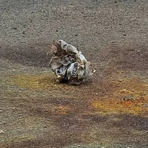 এবার সচিবালয়ের পাশে ককটেল বিস্ফোরণ