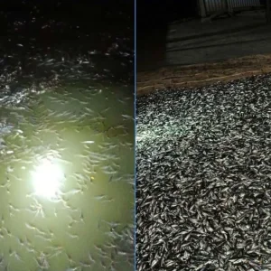 ফিশারিতে বিষ প্রয়োগে ৮০ মণ গুলশা মাছ নিধনের অভিযোগ