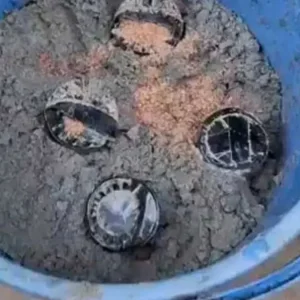 গ্রেপ্তার ২ আসামির তথ্যে মিললো আরও চারটি তাজা ককটেল