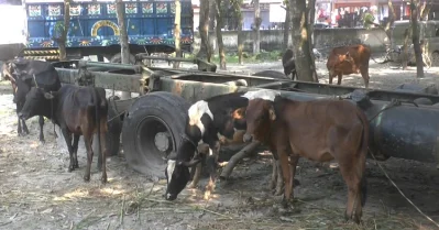  খুলনার ডুমুরিয়া থেকে উদ্ধার হওয়া গরু