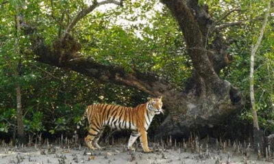 সুন্দরবন