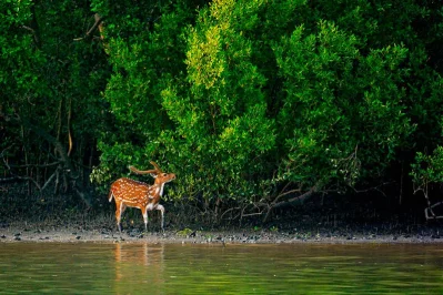 সুন্দরবন