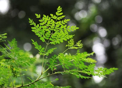 সজিনা পাতা রোগ প্রতিরোধ ক্ষমতা বাড়িয়ে তোলে