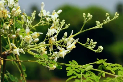 সজিনা পাতায় লেবু থেকে সাত গুন বেশি ভিটামিন সি আছে