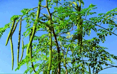 সজিনা পাতা রক্তে সুগার লেভেল নিয়ন্ত্রণের মাধ্যমে ডায়াবেটিস নিয়ন্ত্রণ করে