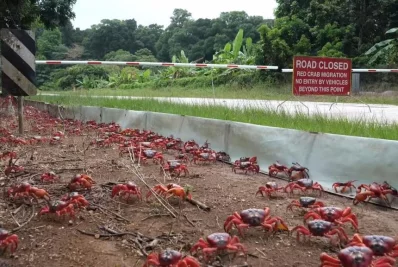 কাঁকড়ার জন্য অস্ট্রেলিয়ার রাস্তায় নো এন্ট্রি।