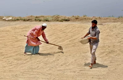 ধান। ছবি: মোশাররফ হোসেন