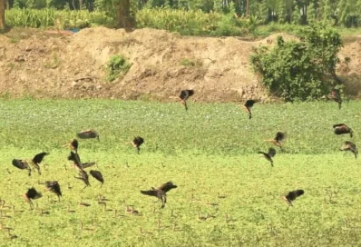 অতিথি পাখি।