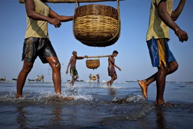 মাছ ধরে চরে নিয়ে যাচ্ছেন জেলেরা।