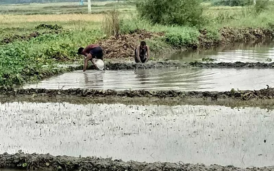 পানিতে ডুবে গেছে বীজতলা।