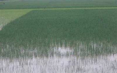 পানিতে তলিয়ে গেছে ধানের জমি।