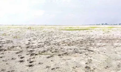 লবণাক্ত জমি। ছবি: সংগৃহীত