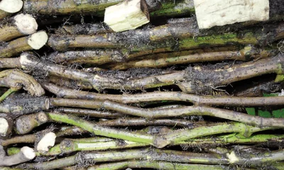 চুইঝাল 