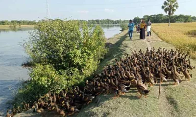 হাঁস নিয়ে বাড়ি ফিরছেন আসমা।