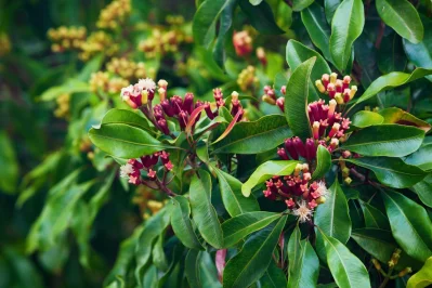 লবঙ্গ মূলত একটি গাছের ফুল