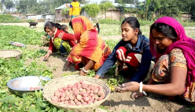 আলু সংগ্রহ। ছবি: ইত্তেফাক
