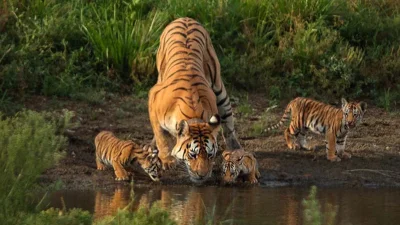 &lsquo;সুপার মম&rsquo; খ্যাত সেই বাঘিনী