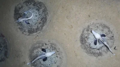 দল বেঁধে থাকা আইসফিশ।