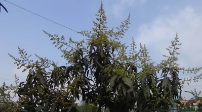 কালাইয়ে গাছে গাছে আমের মুকুল, বাম্পার ফলনের সম্ভাবনা 