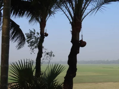 খেজুর গাছে রসের হাড়ি।