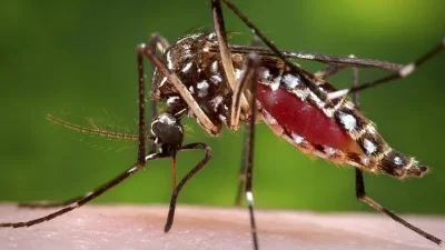 বাড়ির আশপাশ পরিষ্কার রাখুন। দিনে-রাতে যখনই ঘুমাবেন তখন অবশ্যই মশারি টাঙিয়ে ঘুমাবেন