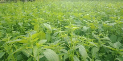 বাংলাদেশে চাষের উপযোগী সাউ কিনোয়া-১ জাতের উদ্ভাবন