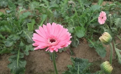 জারবেরা ফুল চাষে বেশি লাভ হওয়ার কারণে অনেক আগ্রহী ফুলচাষি এই ফুল চাষে এগিয়ে আসছেন।