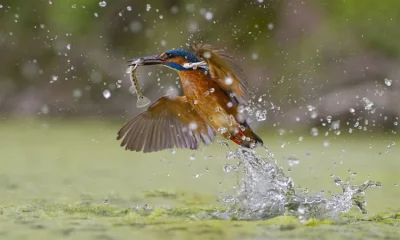 মাছরাঙা 