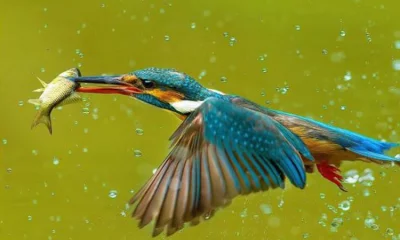 মাছরাঙা 