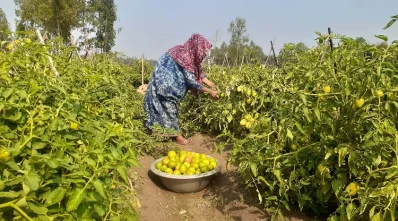  চরাঞ্চলসহ বিভিন্ন এলাকায় টমেটোর চাষাবাদ করেছেন। 