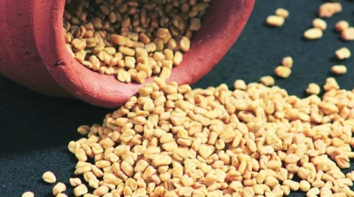 ওজন কমাতেও অনেকে মেথি মেশানো পানি পান করে থাকেন