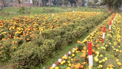 রাস্তার পাশে লাগানো হয়েছে বাহারি ফুলগাছ