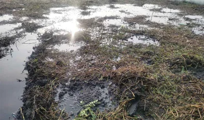 বৃষ্টিতে নষ্ট হওয়া তরমুজের মাদা।