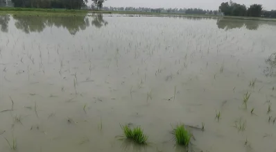  টানা বৃষ্টিতে জয়পুরহাটের কালাইয়ে ধান- আলুসহ নানা ফসল ব্যাপক ক্ষতির হয়েছে