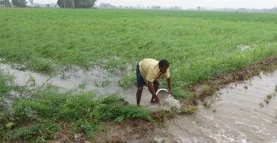  ক্ষেত থেকে পানি অপসারণ করতে আপ্রাণ চেষ্টা করছেন এক কৃষক