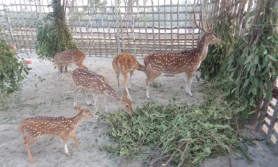 কালাবগী ইকো ট্যুরিজম পর্যটন কেন্দ্রে মায়াবী হরিণ। ছবি- ইত্তেফাক