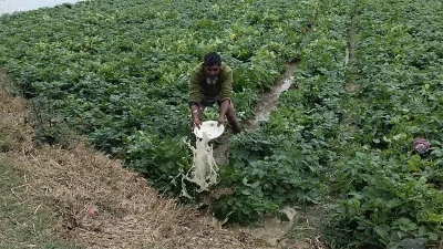 জমি থেকে পানি নিষ্কাশন করছেন কৃষক।