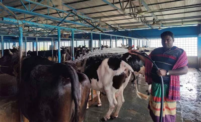 নাসির উদ্দিনের খামারে &nbsp;ছোট বড় গরু।