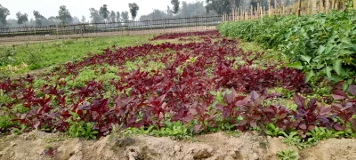 বিষমুক্ত সবজি